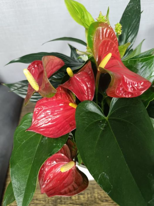 Комнатные цветы в большом ассортименте