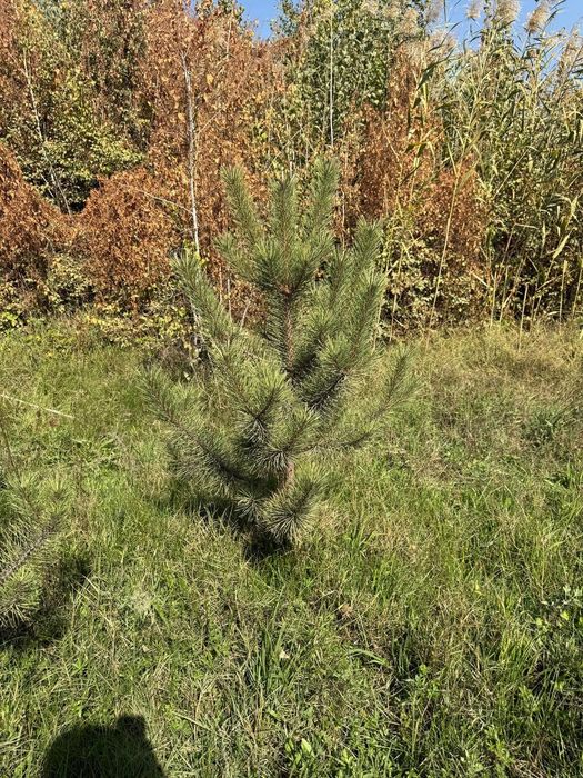 Majjivelnik har xil razmerda