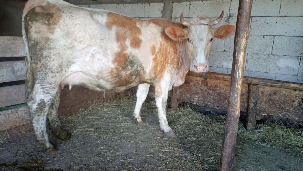 Vand vaca la al doilea vitel!