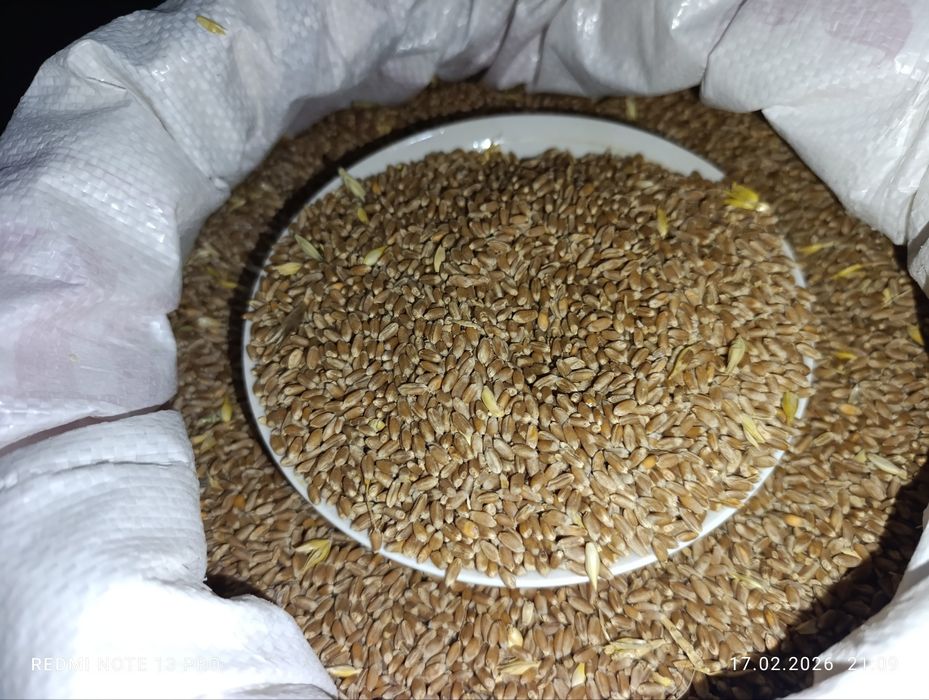 Bugdoy sotiladi srochna