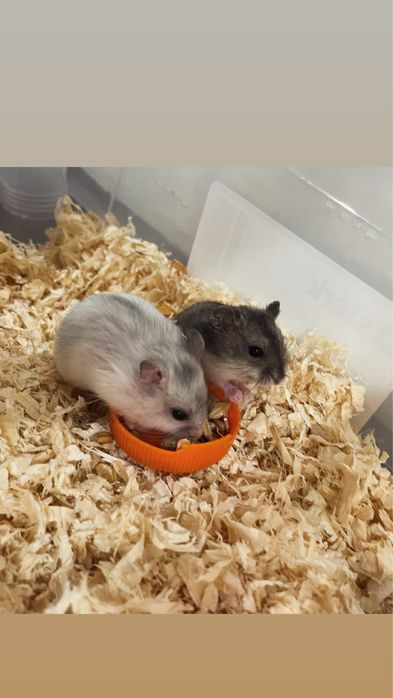 Vand pui de hamster , 2 baietei si o fetita.