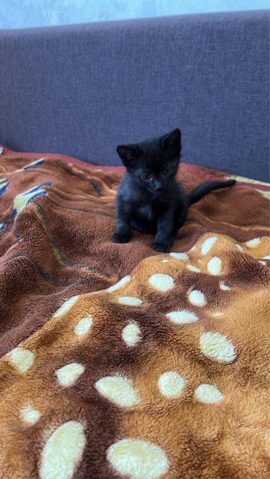 Отдам в добрые руки замечательных котят