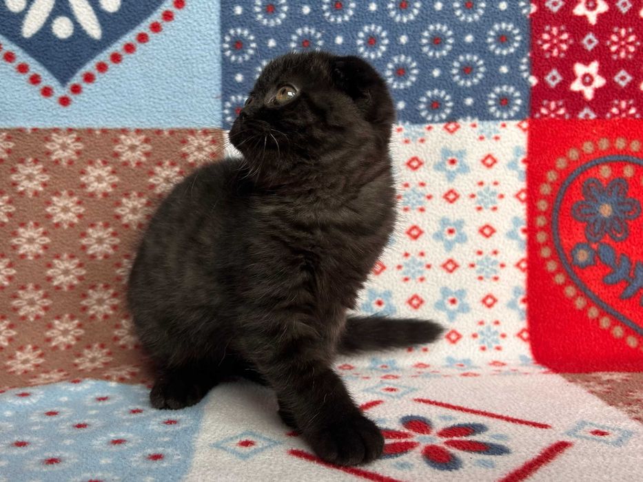 Pisicuță adorabilă Scottish Fold - rasa pură, cu Pedigree