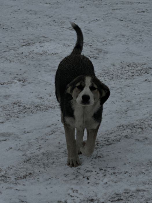 Отдам щенка в добрые руки