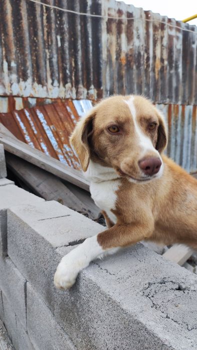 Отдам в добрые руки!