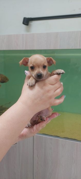 Щенки той терьера