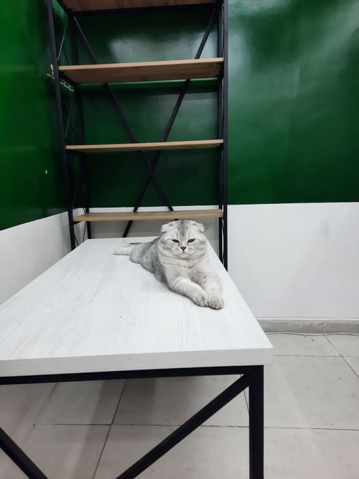 Скотч спрайт мальчик 2 месяц