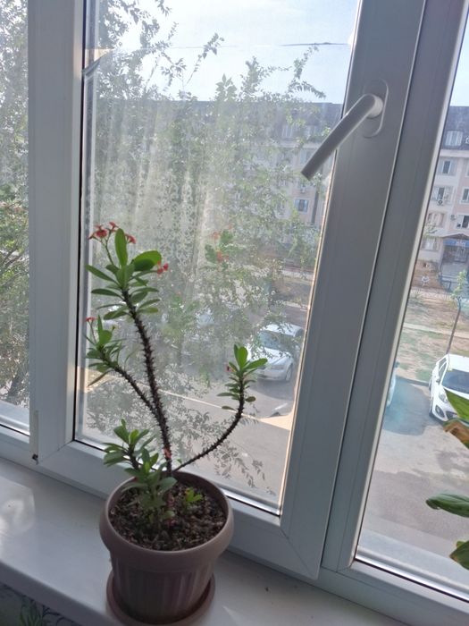 Продам красивые комнатные цветы 2 цветы