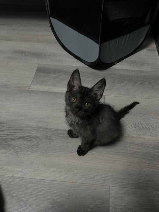 Отдадим котенка, 2 месяца