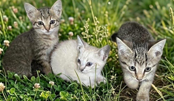 Отдам котят в добрые руки