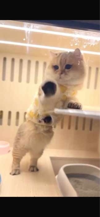 Vyazka male manchkin