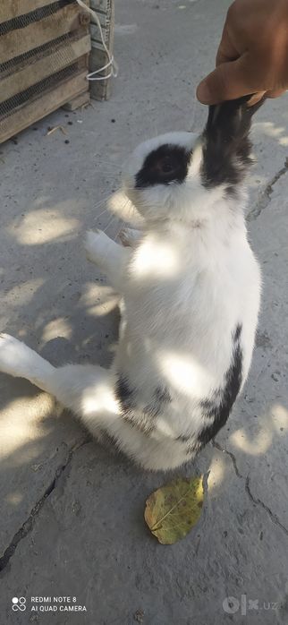 Quyonlar sotiladi arzon narxda