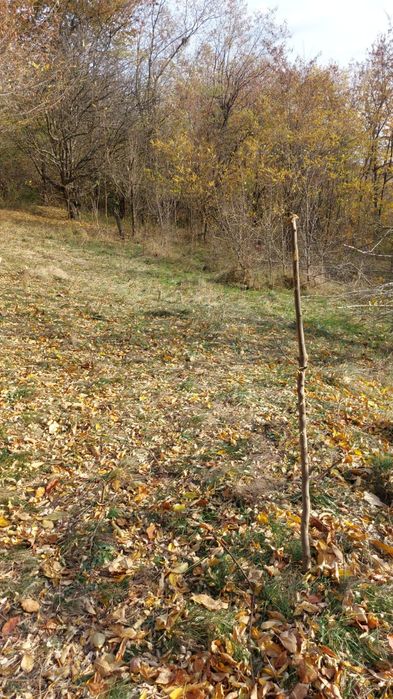 Teren 1600 mp intravilan Podu Cheii   lângă Baraj Paltinu  și Valea Doftanei,viitoare ruta alternativa  Valea Doftanei Brasov,ideal pentru A-frame