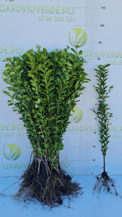 Gard viu Lemn Cainesc Ligustrum Ovalifolium
