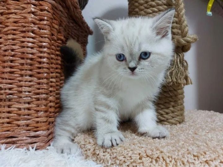 Шотланские котята