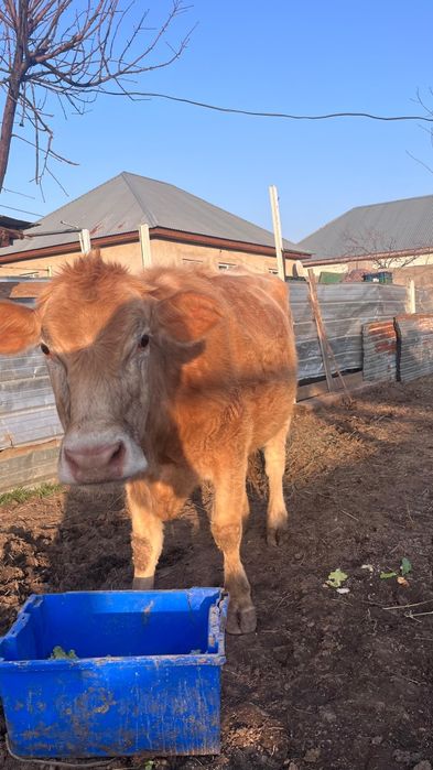 Бузаулы Сиыр сатылады