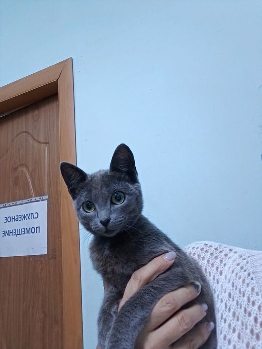 Отдам в добрые руки