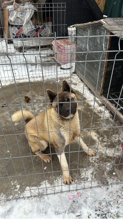Vand Akita American femela cu pedigree,2ani, parinti campioni nationali
