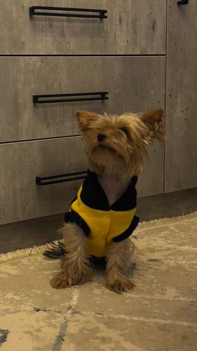 Йорк кобель для вязки