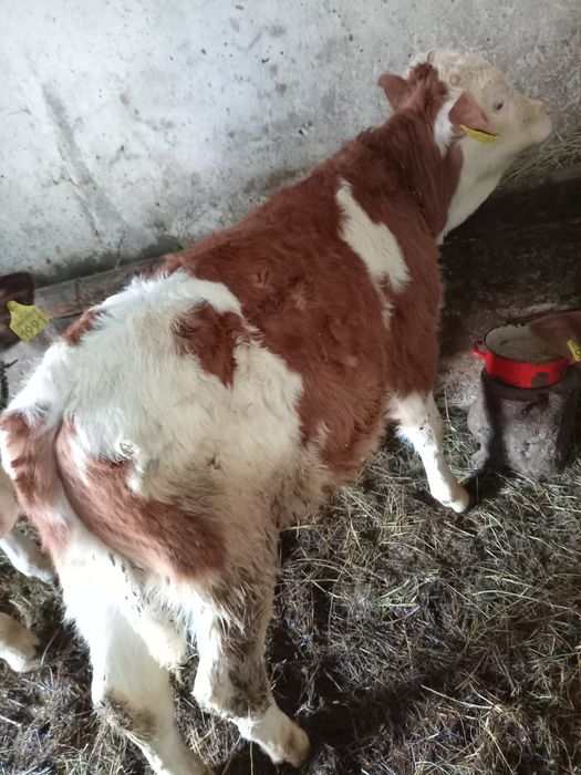 Vând 8 vieți (3 masculi și 5 femele) între 100și 200 de kg