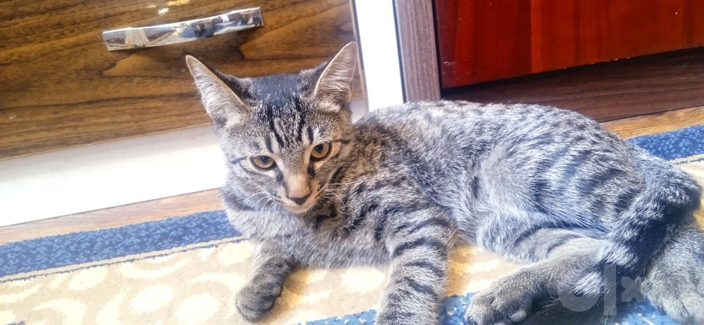 Mushuklar bepul/Котята бесплатно
