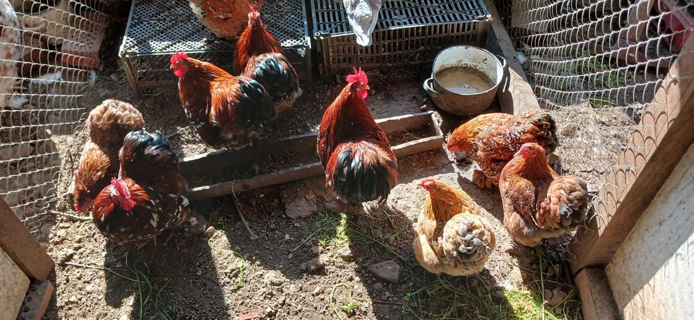 Мини кохин петлета и къдрави