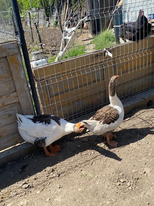 Vând 2 famili de gâște se dau doar pe pereche