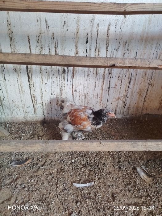 Продам Брамы Парцелян.