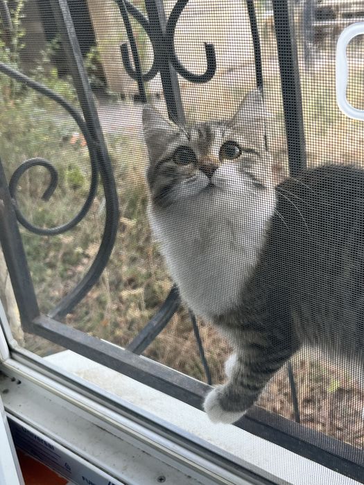 Отдам кошку в добрые руки