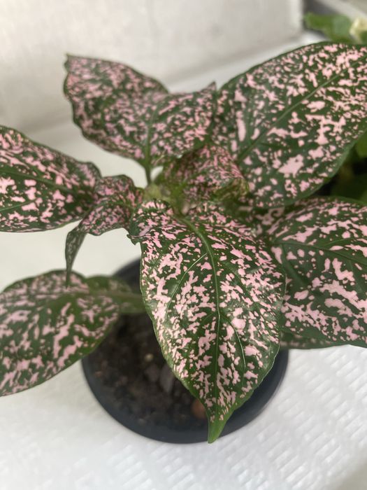 Комнатные цветы красивые