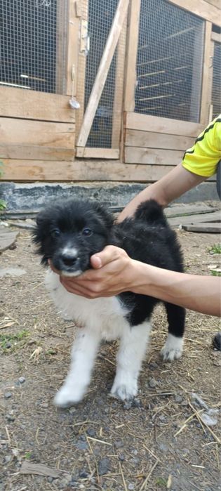 Отдадим в хорошие руки