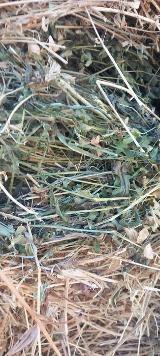 Baloti lucernă  fan