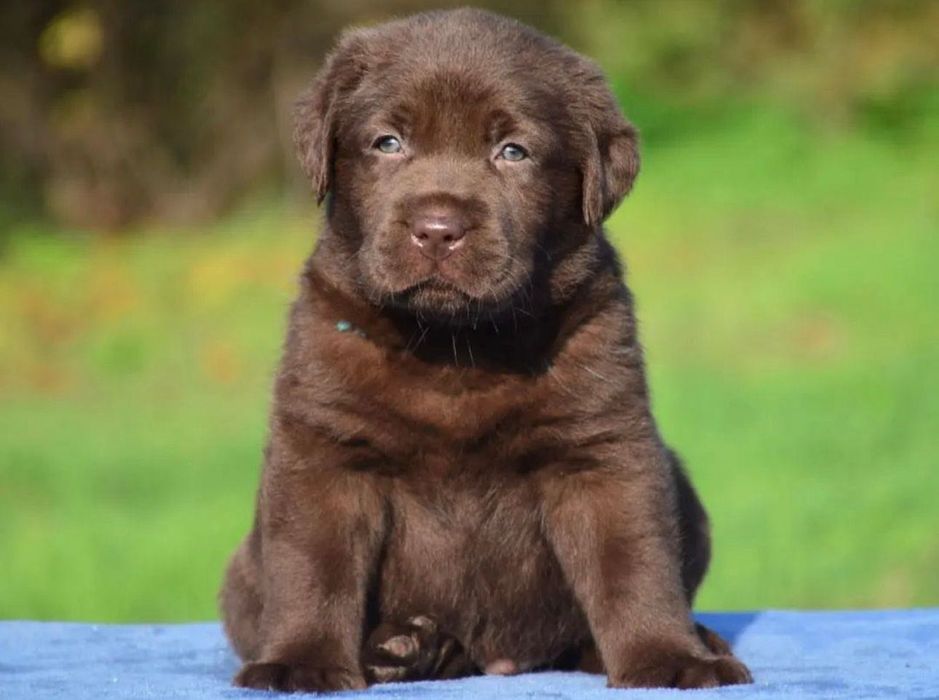 Щеночки Лабрадора!