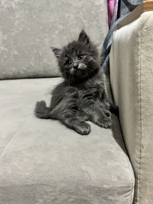 Продаётся котёнок , британская длинношёрстная