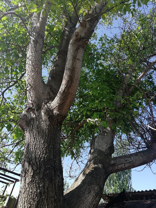 Продам дерево орех на материал