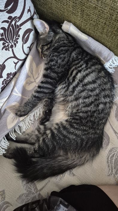 Бесплатно отдается кот