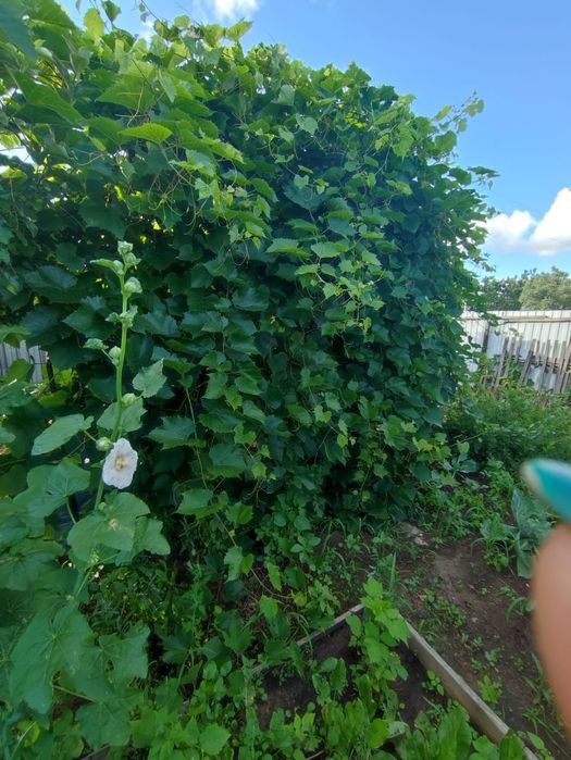 Дача, СО "Пригородное"