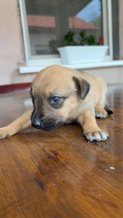 Cățeluși adorabilii își caută o familie iubitoare!