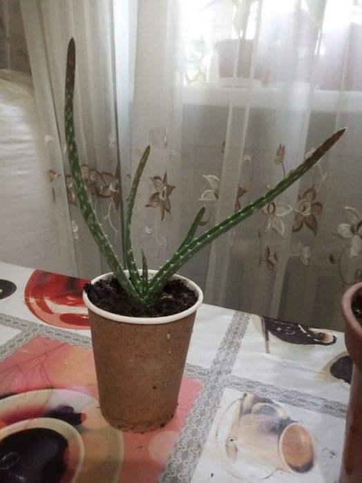 Продам комнатные растения алоэ