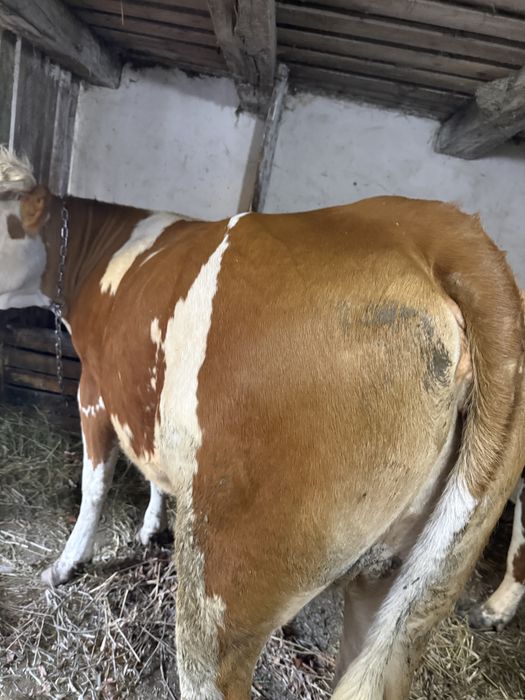 Vând vacă Bălțată Românească