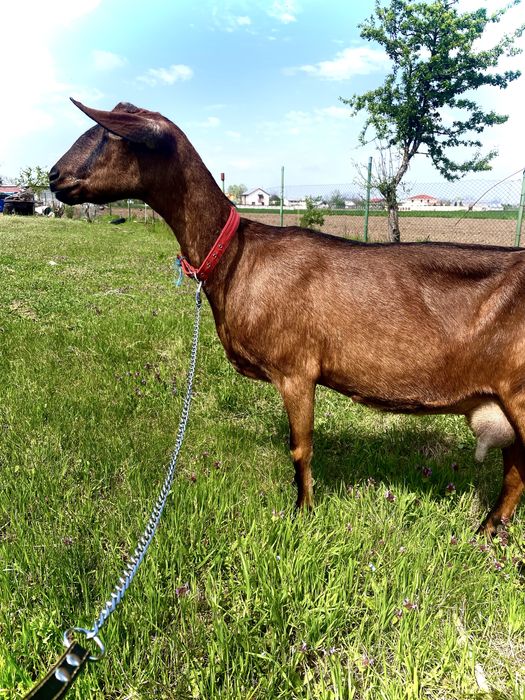 Vand ieduta din mama buna de lapta