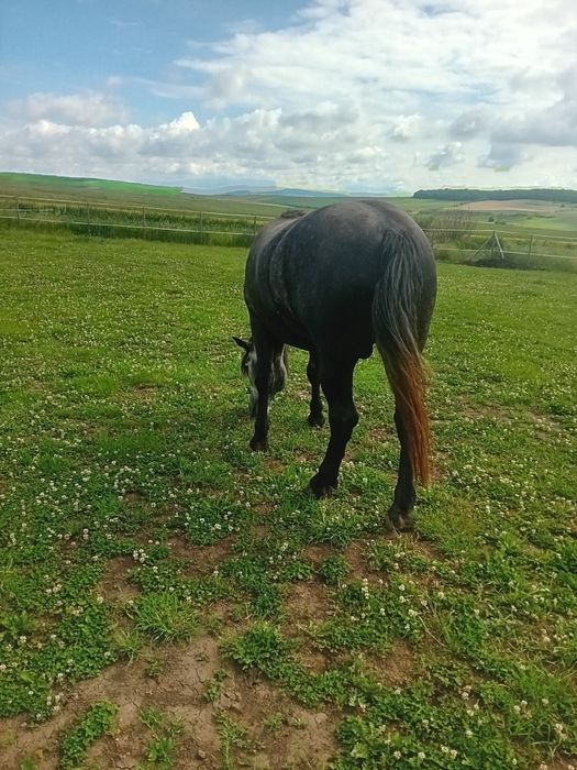 De vanzare armăsari de 3 ani