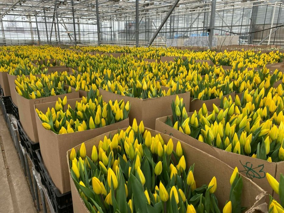 Тюльпаны Алматы