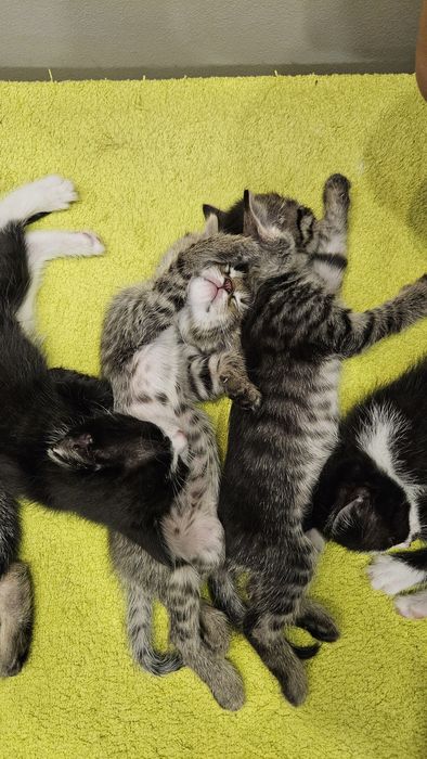 Котята 1,5 месяца