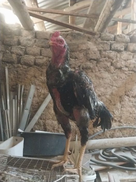 Бойцовый петух сильный