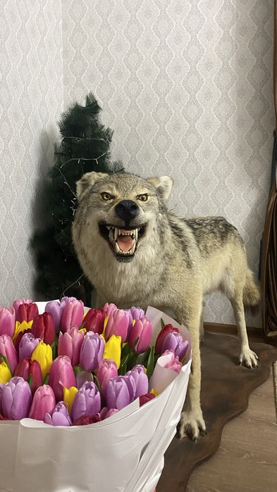 Продам чучело животного