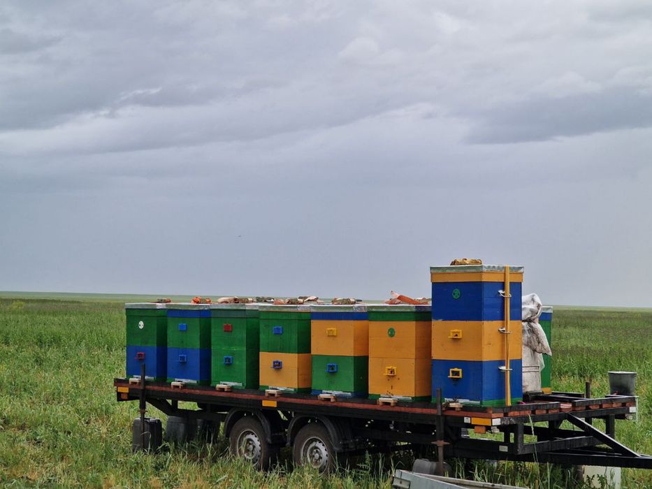 Мед натуральный