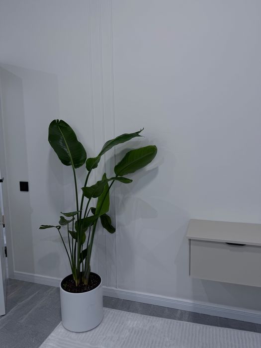 Стрелиция голландская