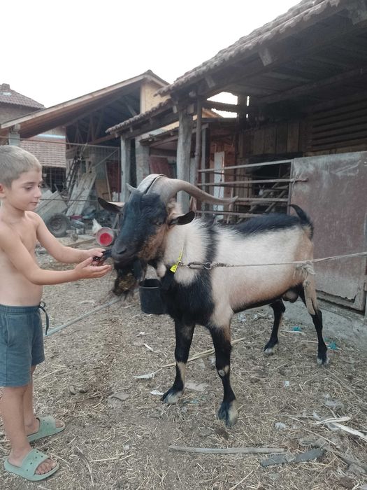 Schimb țap alpin francez