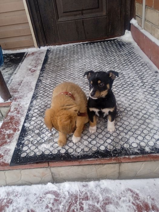 Маленькие дворовые щенки.